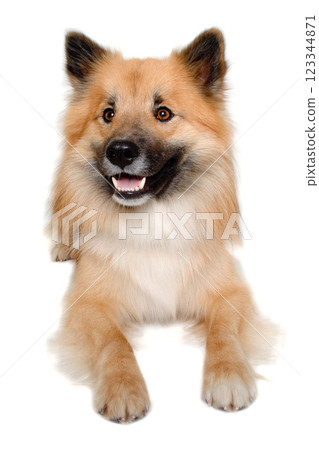 Happy Eurasier dog 123344871