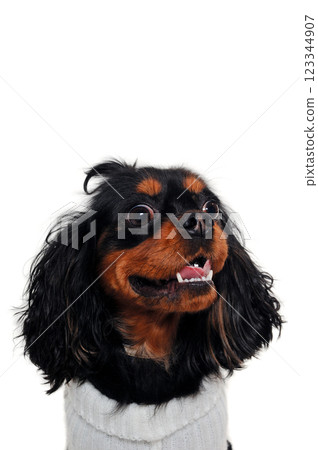 Cavalier King Charles Spaniel isolatet on white Cavalier King Charles Spaniel isolatet on white 123344907
