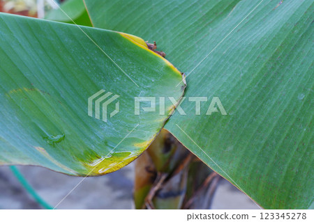 Raindrops on green leaves Raindrops on green leaves 123345278
