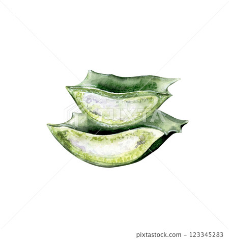 freshly cut aloe vera leaves with gel transparent felling freshly cut aloe vera leaves with gel transparent felling 123345283