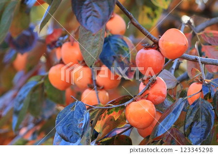 Fully ripe persimmons, ripe persimmons, colored persimmons Fully ripe persimmons, ripe persimmons, colored persimmons 123345298