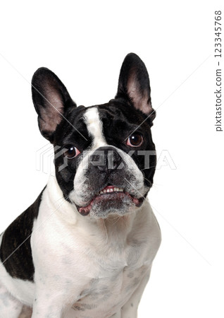 Angry French bulldog dog Angry French bulldog dog 123345768