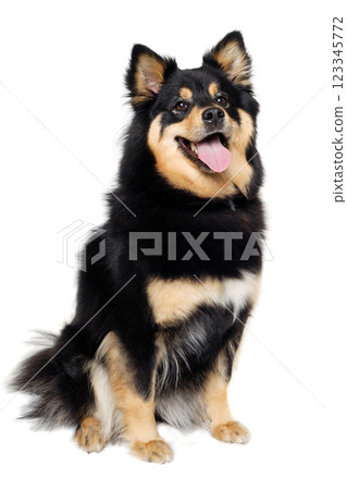 Happy Finnish Lapphund dog sitting on a white background 123345772