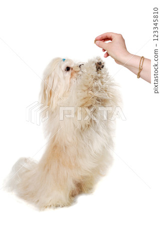 Sad Coton De Tulear dog begging for food. Taken on a clean white background Sad Coton De Tulear dog begging for food. Taken on a clean white background 123345810
