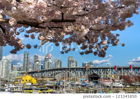 Vancouver City downtown skyscrapers skyline and  Granville Bridge. Cherry trees flowers full bloom in springtime. British Columbia, Canada. 123345850