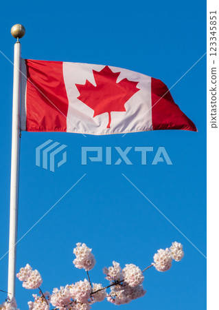 Close up National Flag of Canada and cherry blossoms in full bloom. Concept of canadian urban city life in spring time. 123345851