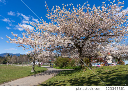 Devonian Harbour Park in springtime season. Cherry blossoms in full bloom. Vancouver, BC, Canada. Devonian Harbour Park in springtime season. Cherry blossoms in full bloom. Vancouver, BC, Canada. 123345861