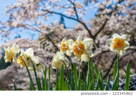 Full bloom Narcissus flowers in springtime sunny day against cherry blossom trees blur background. 123345862