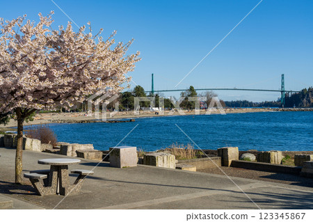 Ambleside Park Beach cherry blossoms in full bloom in springtime, Lions Gate Bridge in the background. West Vancouver, BC, Canada. Ambleside Park Beach cherry blossoms in full bloom in springtime, Lions Gate Bridge in the background. West Vancouver, BC, Canada. 123345867