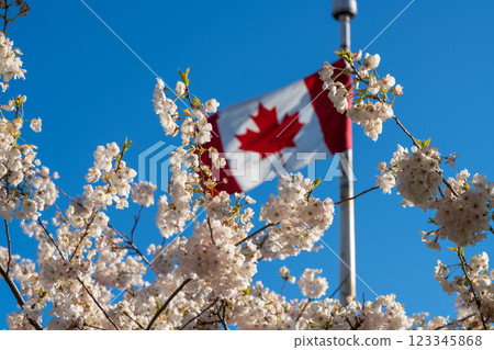 National Flag of Canada and cherry blossoms in full bloom. Concept of canadian urban city life in spring time. National Flag of Canada and cherry blossoms in full bloom. Concept of canadian urban city life in spring time. 123345868