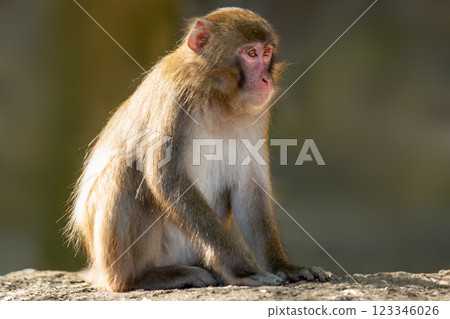 一隻猴子 123346026