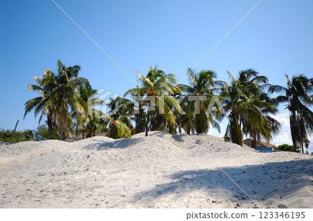Group of palms on beach 123346195
