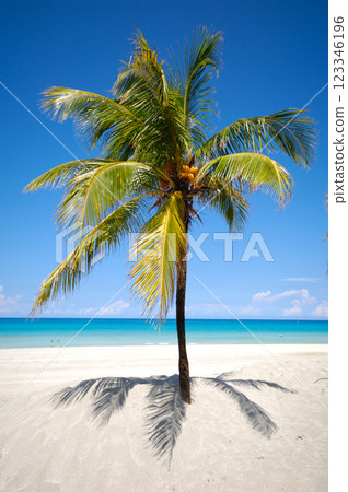 Green palm on beach 123346196