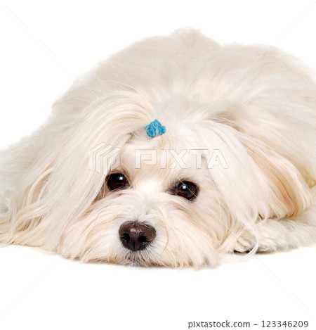 Sad Coton De Tulear dog resting on a clean white background 123346209