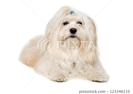 Sad Coton De Tulear dog resting on a clean white background Sad Coton De Tulear dog resting on a clean white background 123346210