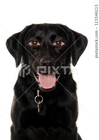 therianthrope labrador retriever dog with human eyes 123346213