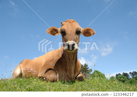 Face of sad cow resting on green grass 123346217
