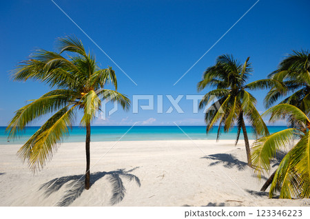 Palms on exotic beach 123346223
