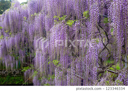 Wisteria flowers at Sasamuta Shrine Wisteria flowers at Sasamuta Shrine 123346334
