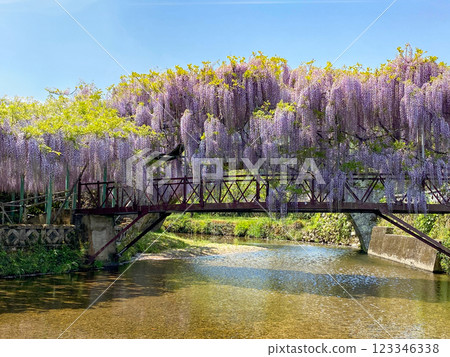Wisteria flowers at Sasamuta Shrine Wisteria flowers at Sasamuta Shrine 123346338