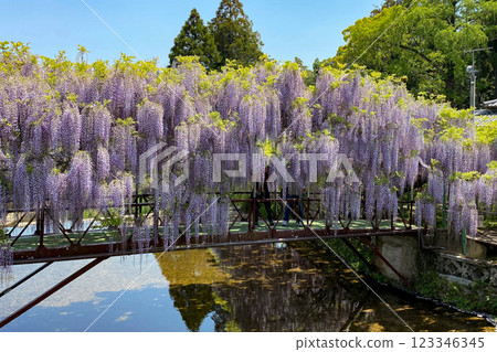 筱田神社的紫藤花 123346345