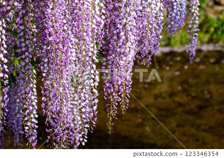 Wisteria flowers at Sasamuta Shrine Wisteria flowers at Sasamuta Shrine 123346354