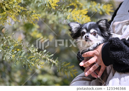 A woman walking with her dog, a chihuahua and mimosas in full bloom 123346366