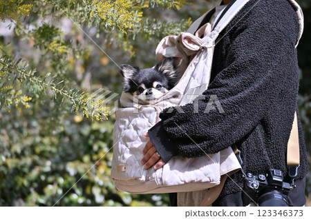 A woman walking with her dog, a chihuahua and mimosas in full bloom A woman walking with her dog, a chihuahua and mimosas in full bloom 123346373