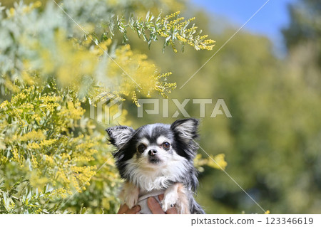 Long-coated Chihuahua and mimosa in full bloom Long-coated Chihuahua and mimosa in full bloom 123346619