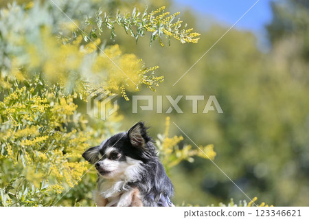 長毛吉娃娃和盛開的含羞草 123346621