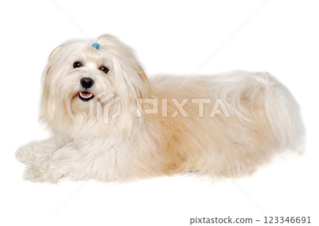 Happe Coton De Tulear dog resting on a clean white background Happe Coton De Tulear dog resting on a clean white background 123346691