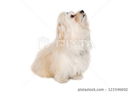 Happe Coton De Tulear dog sitting on a clean white background Happe Coton De Tulear dog sitting on a clean white background 123346692