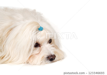 Sad Coton De Tulear dog resting on a clean white background 123346693
