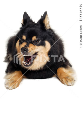 Angry Finnish Lapphund dog resting on a white background Angry Finnish Lapphund dog resting on a white background 123346719