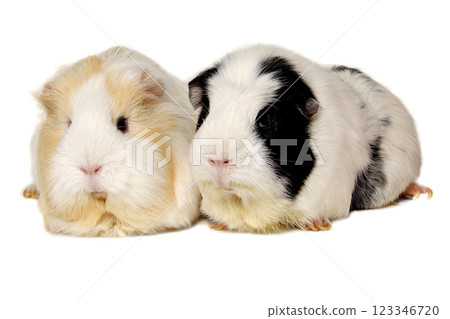 Two Guinea pigs on a clean white background Two Guinea pigs on a clean white background 123346720