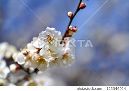 white plum blossom white plum blossom 123346914
