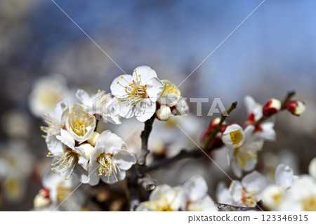 white plum blossom white plum blossom 123346915