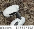 Snake hatching 123347158