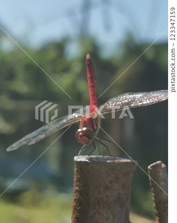 Red bamboo stopping on a bar 123347159