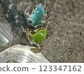 Green and blue tree frog 123347162
