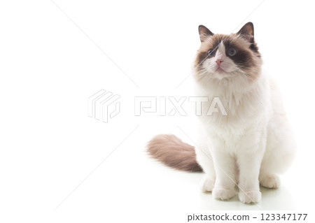 Fluffy Ragdoll pet with expressive look, isolated on white background 123347177
