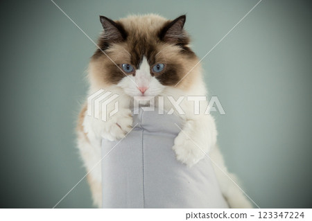 cat sits comfortably on the back of a chair, Ragdoll breed cat sits comfortably on the back of a chair, Ragdoll breed 123347224