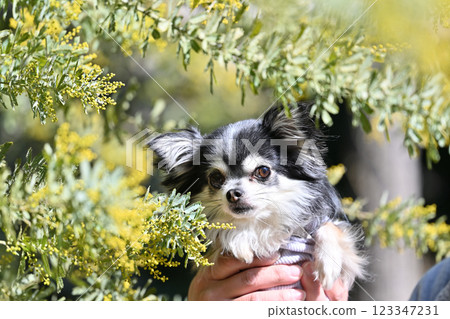 Long-coated Chihuahua and mimosa in full bloom 123347231