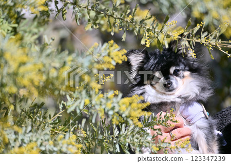 長毛吉娃娃與盛開的含羞草-手牽手散步 長毛吉娃娃與盛開的含羞草-手牽手散步 123347239