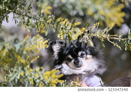 長毛吉娃娃和盛開的含羞草 123347240