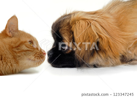 Cat and dog are lokking at each other on a clean white background Cat and dog are lokking at each other on a clean white background 123347245