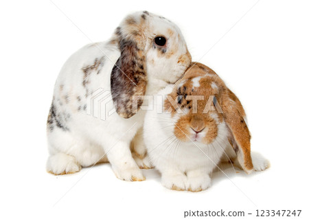 Two rabbits isolated on a white background 123347247