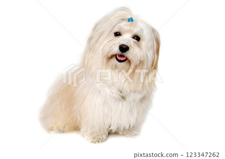 Happe Coton De Tulear dog sitting on a clean white background Happe Coton De Tulear dog sitting on a clean white background 123347262