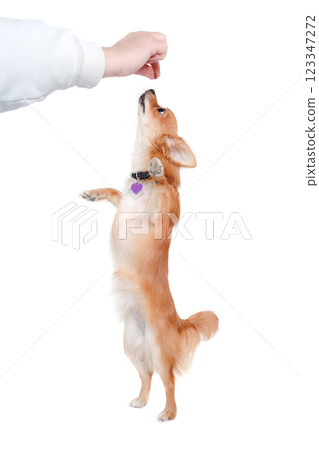 chihuahua dog is begging for food on a white background 123347272