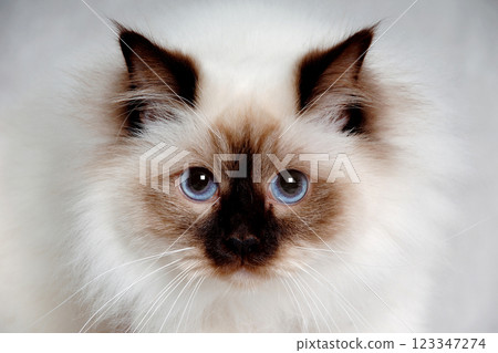 Face of a sad Holy Birman cat 123347274